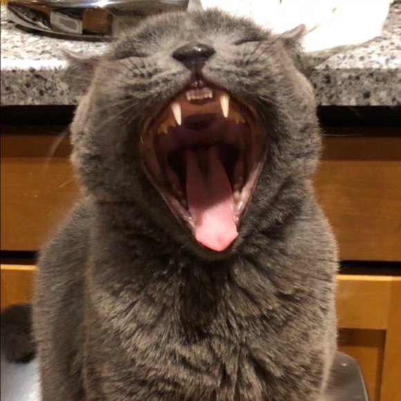 Meet your Posher, Lana - Picture 1 of 1